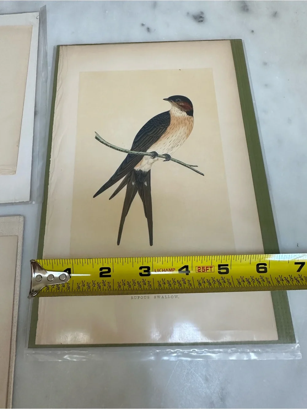1800s Jardines Natural History Birds Chromolithograph Prints